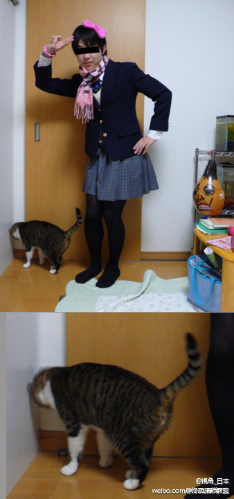 绝望的猫咪.jpg