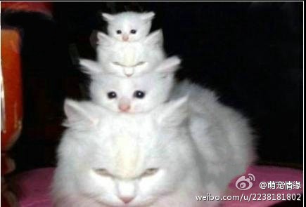 叠猫猫！！！.jpg