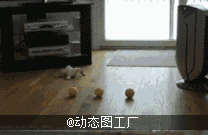 460.gif72.gif