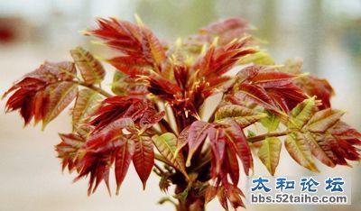太和香椿