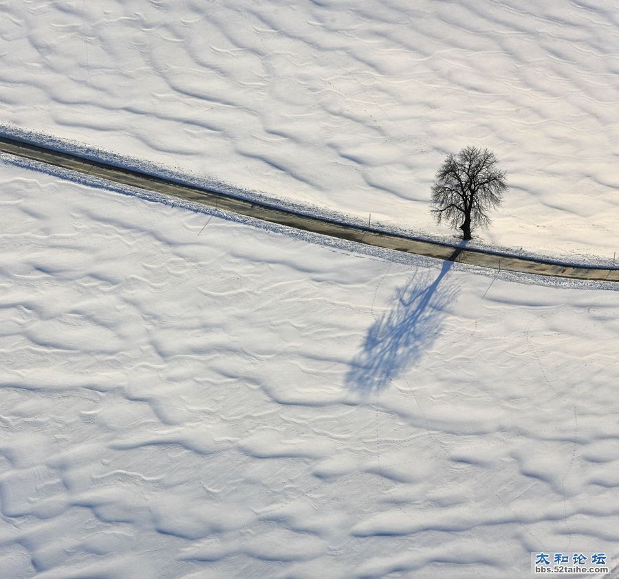 孤独的树  作者  Klaus Leidorf.jpg