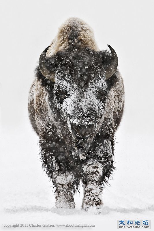 布满雪的野牛  作者 Charles Glatzer.jpg
