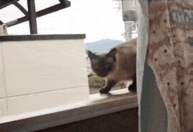 8d5494eef01f3a2946f3cb769925bc315c607c4a.gif