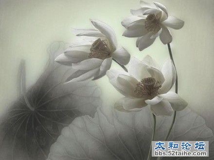 在世如莲，净心素雅，不污不垢，淡看浮华.jpg