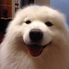 主银。给块鸡肉干呗！.gif