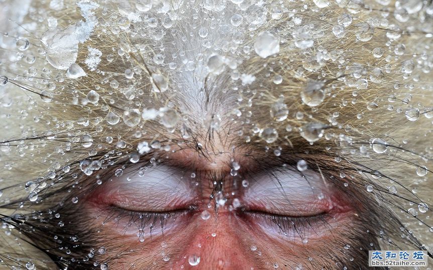 雪猴7.jpg