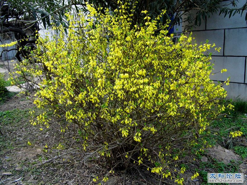 DSCI0387.jpg