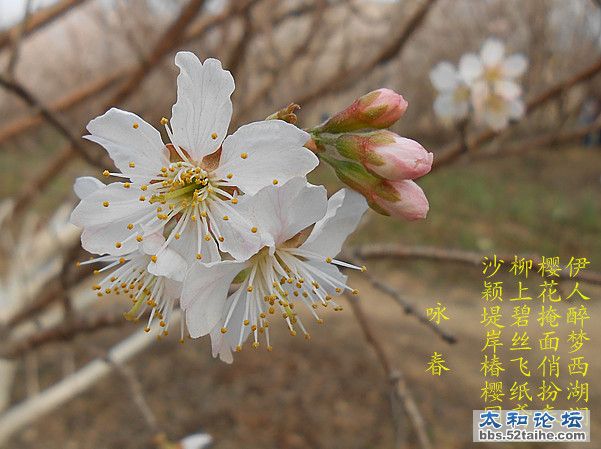樱桃花_副本.jpg