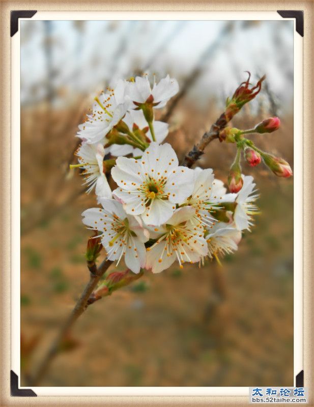 樱桃花 (9).jpg