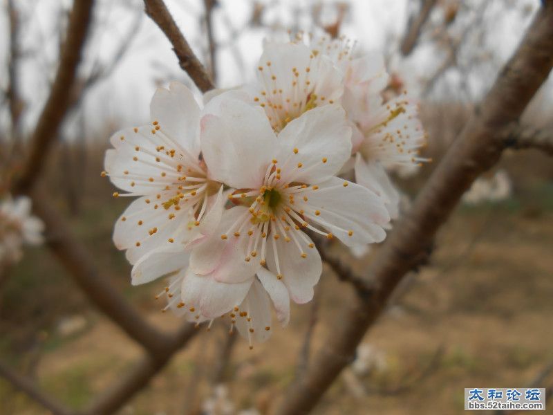 樱桃花 (2).jpg
