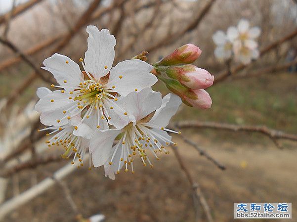 樱桃花 (3).jpg
