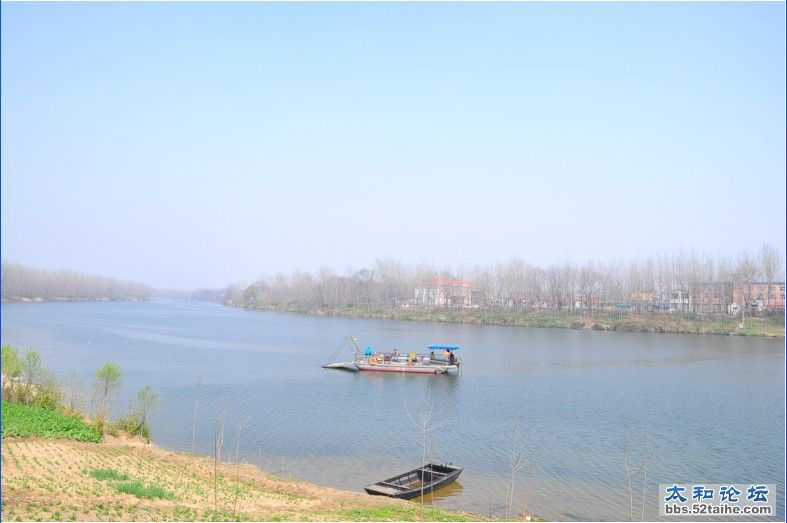 yinghua4.jpg