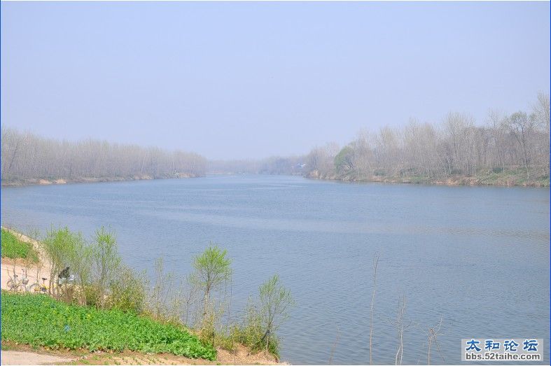 yinghua7.jpg