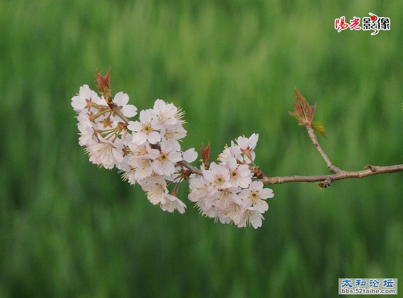 樱桃花开.jpg