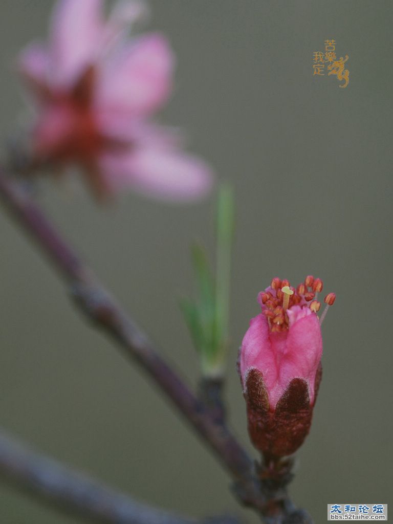 DSC_2755.jpg