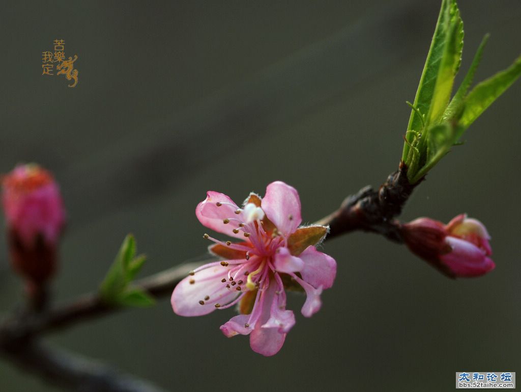 DSC_2764.jpg