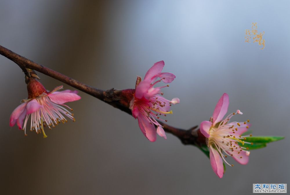 DSC_2774.jpg