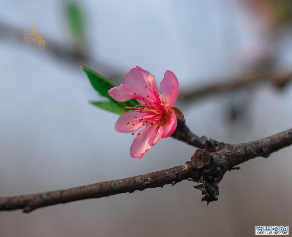 DSC_2775.jpg
