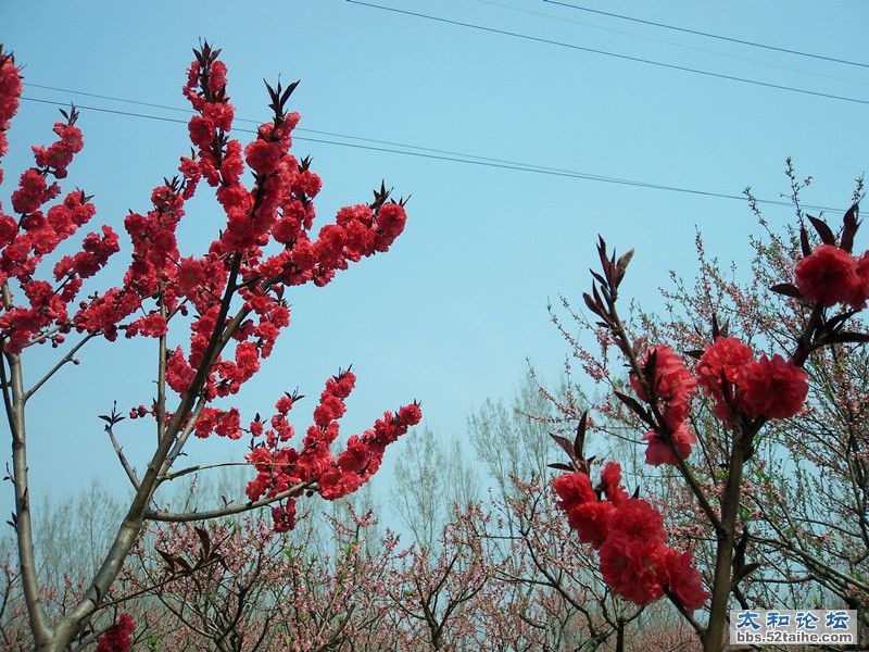 SDC12262_副本.jpg