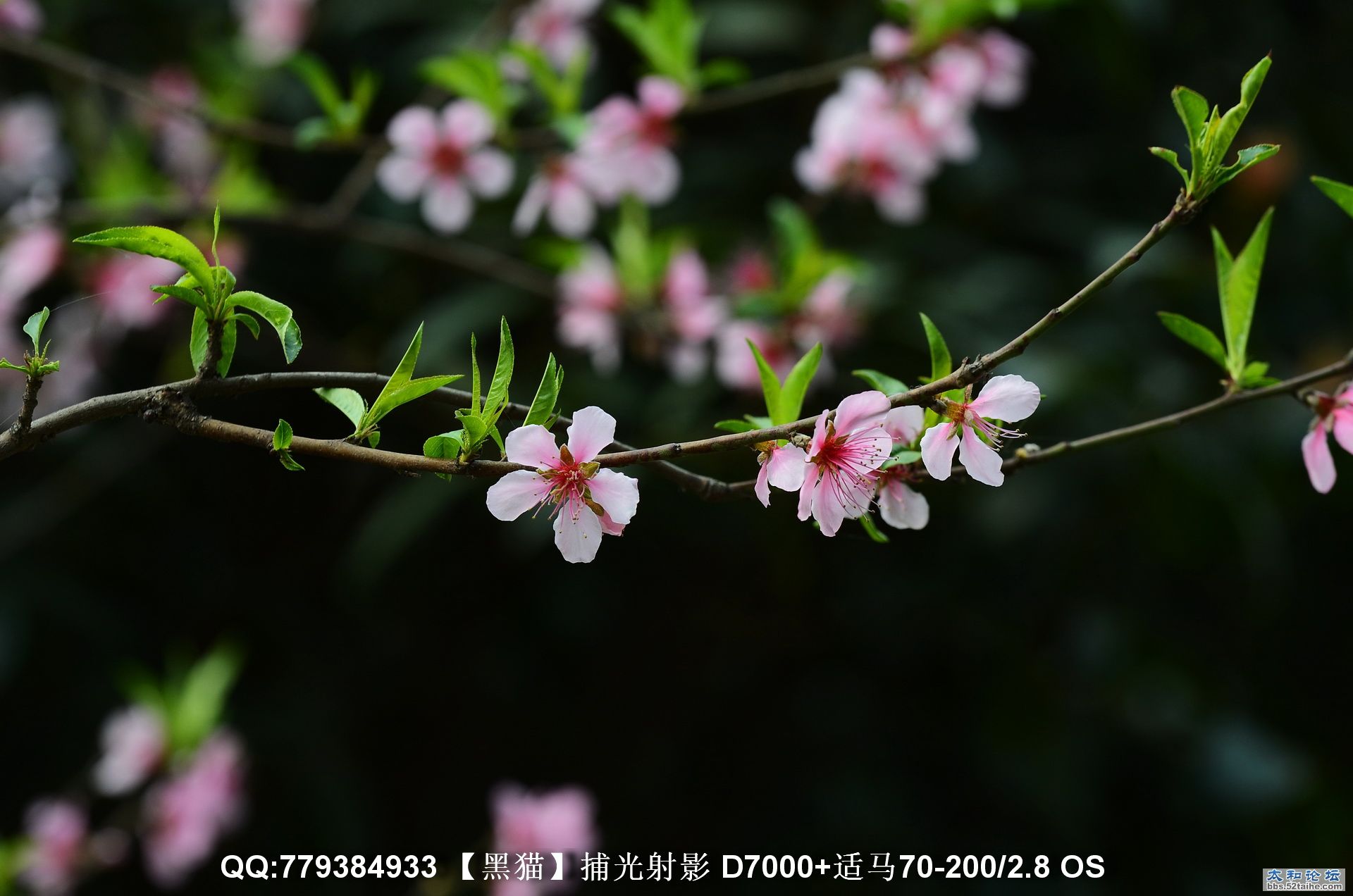 DSC_3380as.JPG