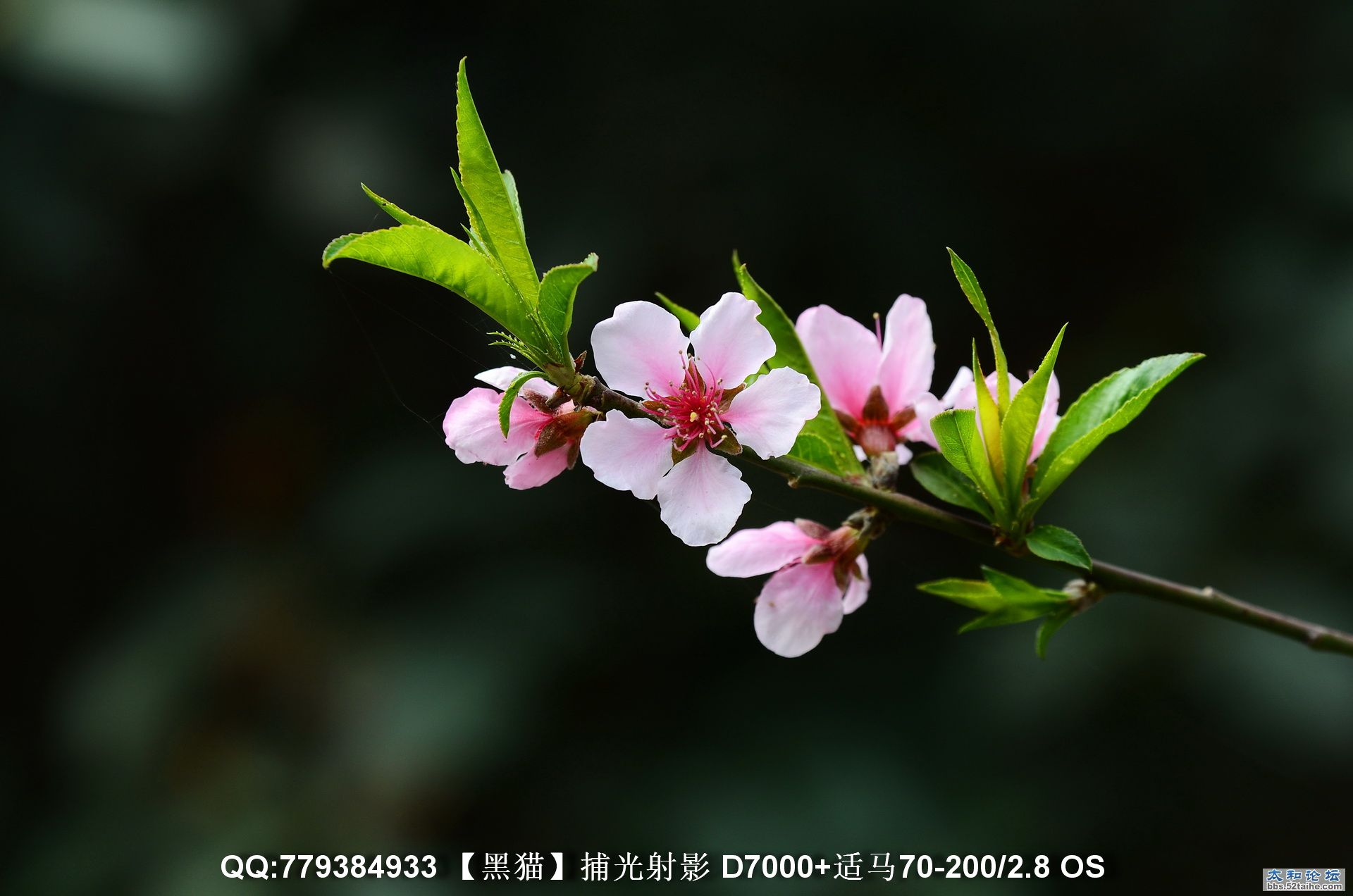 DSC_3384as.JPG