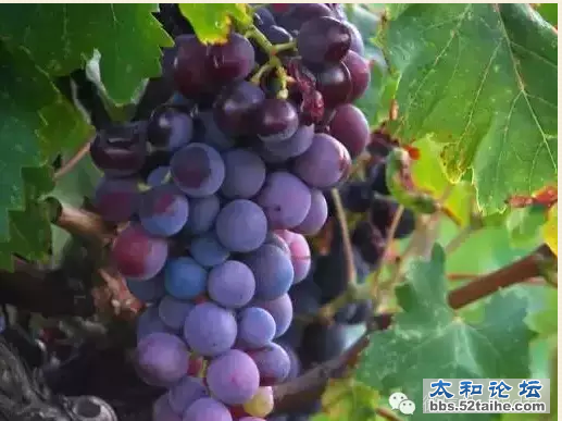 QQ截图20150728154020.png