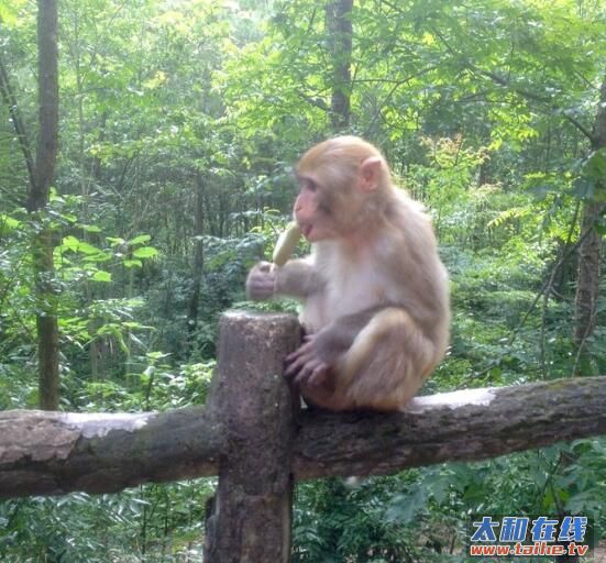 冰棒小猴.jpg