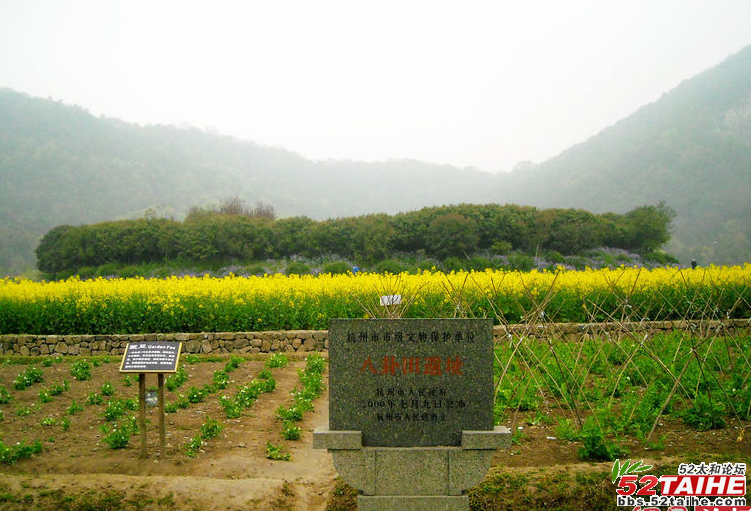 杭州八卦田1.png