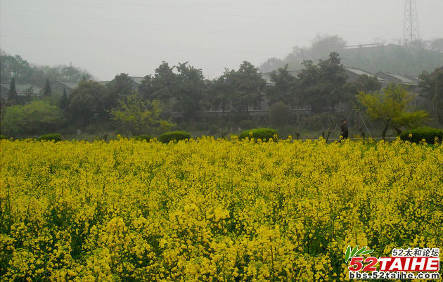 杭州八卦田2.png