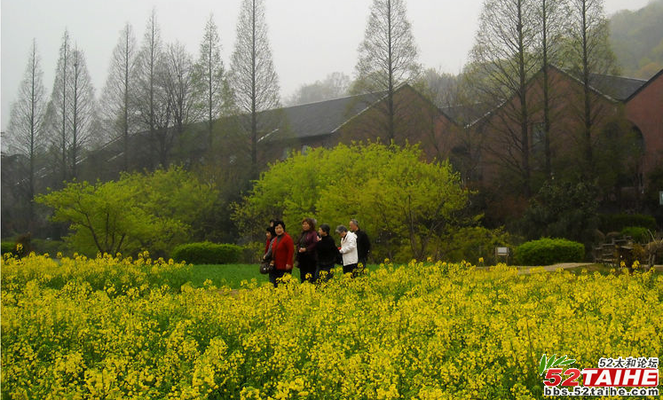杭州八卦田3.png