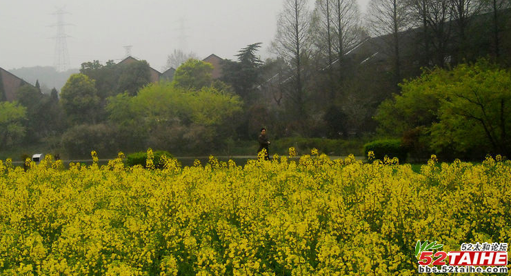 杭州八卦田5.png