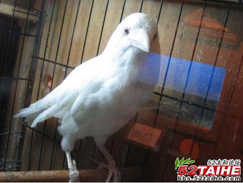 白乌鸦.jpg
