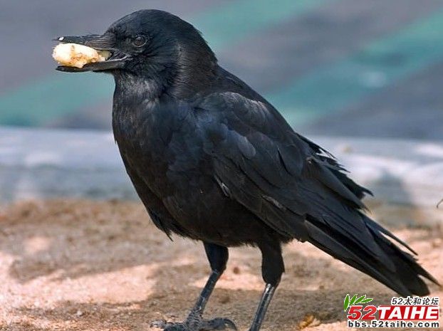 黑乌鸦.jpg